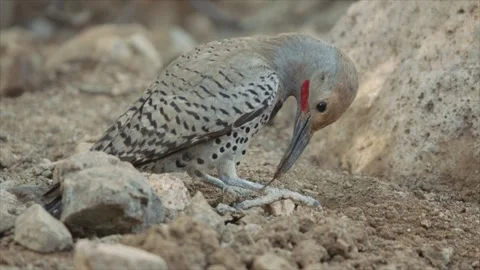 Gilded flicker eats ants with his tongue in the Sonoran desert Video stock 272454657