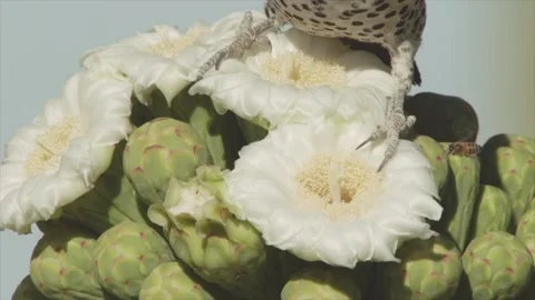 Gilded flicker  throws bee away from a saguaro blossom in the Sonoran desert (sl 库存影片 273510199