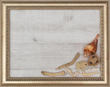 Gilded picture frame with shells inside Stock Photos