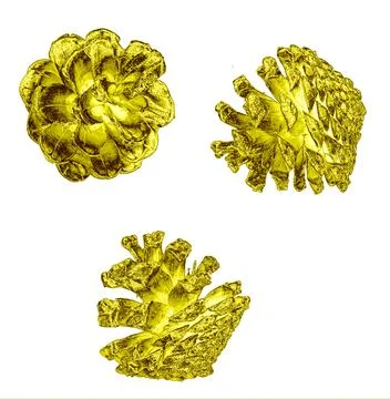 A gilded pine cone is isolated from different Stock Photos