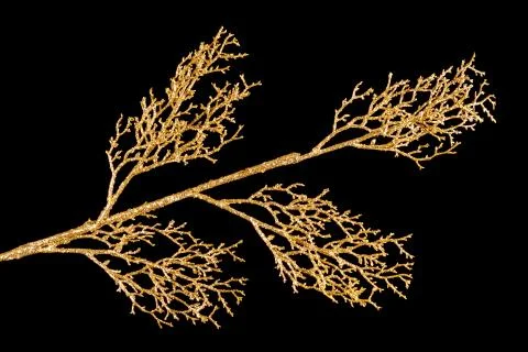 Gilded twig isolated on black background Stock Photos