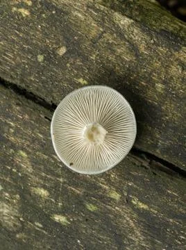 The gills of the aniseed toadstool. Stock Photos