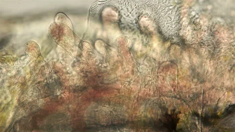 Gills little fish under the microscope Stock-Footage 110364343