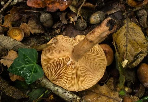 The gills of the oak milkcap mushroom. Stock Photos