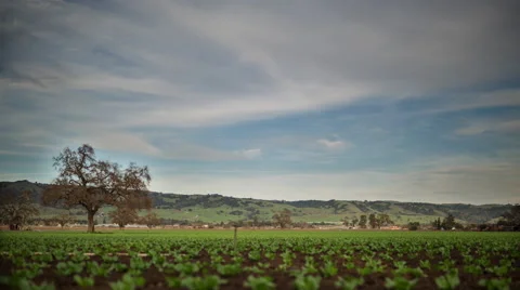 Gilroy, CA Field During the Day : Time Lapse Stock Footage 64537306