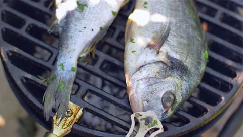 Gilt-head bream dorade grilled nature Stock Footage 169601734