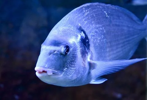 Gilt-Head Bream Fish Close-Up Swimming Underwater in Ocean Aquarium Stock Photos