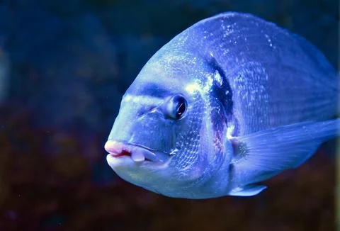 Gilt-Head Bream Fish Close-Up Swimming Underwater in Ocean Aquarium Stock Photos