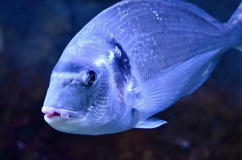 Gilt-Head Bream Fish Close-Up Swimming Underwater in Ocean Aquarium Stock Photos