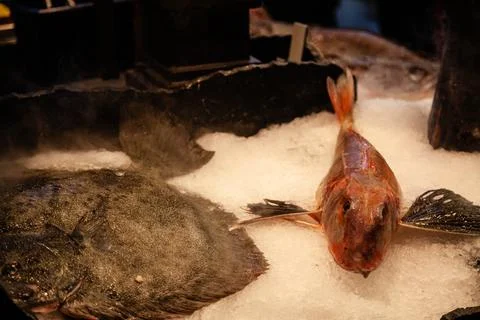 Gilt-head bream fish on ice at the seafood booth Stock Photos
