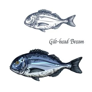 Gilt-head bream fish vector isolated sketch icon Stock Illustration