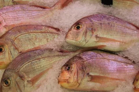Gilt-head bream Stock Photos