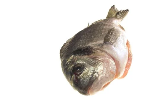 Gilt-head bream Stock Photos