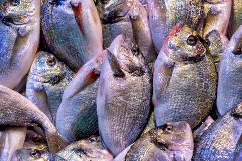 Gilt-head bream. Stock Photos