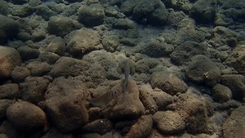 Gilt-head (sea) bream (Sparus aurata) Stock Footage 100177583