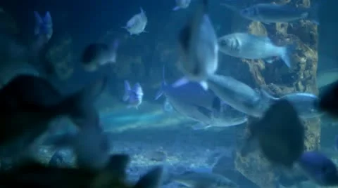 Gilt head sea breams Stock Footage