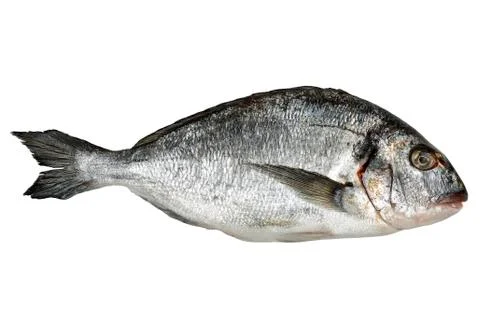 Gilt-head seabream Stock Photos