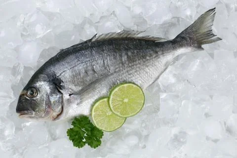 Gilthead fish on ice Stock Photos