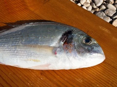 Gilthead fish at table Stock-Fotos