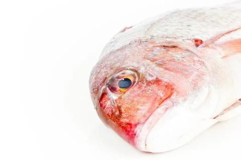 Gilthead Stock Photos
