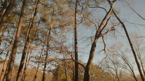 Gimbal dolly motion looking upward at trees Stock Footage 85800680