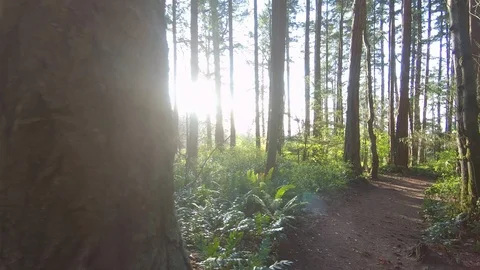 Gimbal Forest Path Green Nature Tree Sunlight Trail Environment Path Landscape Stock Footage 121070930