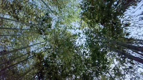 Gimbal Forward Shot Looking Up at a Bamboo Grove in Shizuoka, Japan Stock Footage 334044275