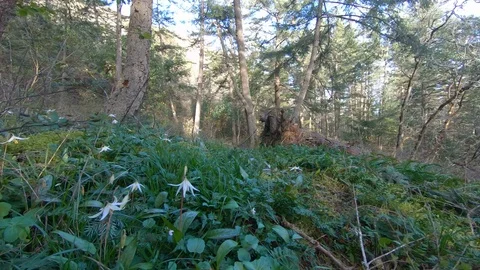 Gimbal Low POV Forest Path Nature Environment Beautiful Outdoor Landscape Stock Footage 120490350