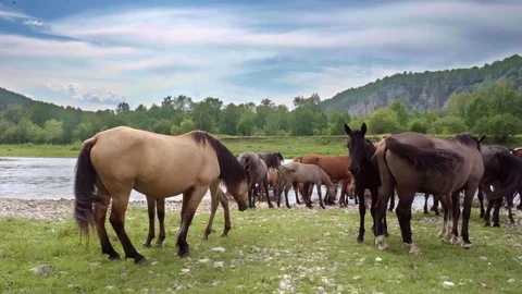 Gimbal pan right to left: Herd of horses grazes near the mountains. Stock Footage 115267720