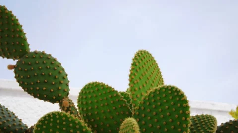 Gimbal Shot Of A Beautiful Big Cactus, B... | Stock Video | Pond5