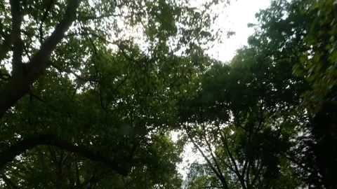 Gimbal shot driving under the trees in central London Stock Footage 285674254