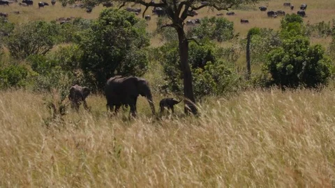 Gimbal shot of elephants through the plains of Maasai Mara National Reserve, Stock Footage 81566958