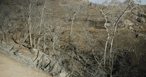 Gimbal shot of fire damage caused by Thomas Fire in Montecito hills Dec 2017. Stock Footage 99148117