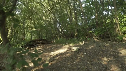 Gimbal shot at a forest Stock Footage 71327148