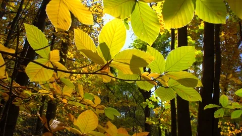 Gimbal shot in the forest Stock Footage 82054122