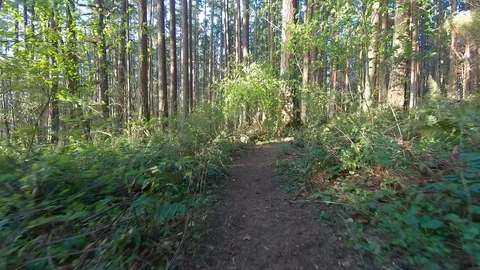 Gimbal Shot Forest Nature Path, Tree Road Environment Landscape Beautiful Sun Stock Footage 120490673