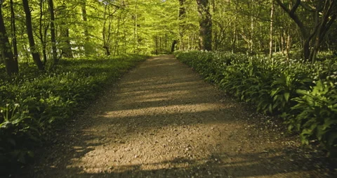 Gimbal Shot in Forest Path with Plants Along the Side of the Path Video stock 134071429