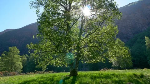 Gimbal shot of green sunner tree and sun rays breaking through green leaves. UHD Video stock 95222452