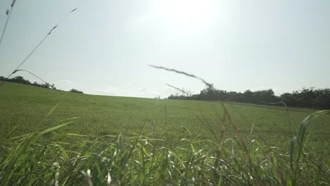 Gimbal shot at a landscape, field with grass at summer Stock Footage 71323713