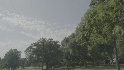 Gimbal shot looking up at the trees Stock Footage 149144893