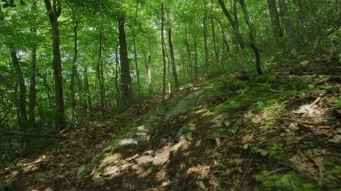 Gimbal shot through deep dense Pennsylvania forest in slow motion Stock Footage 204905937