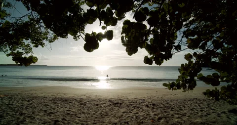 Gimbal Shot Through Trees Of Sunset Beach 4K Stock Footage 152866397