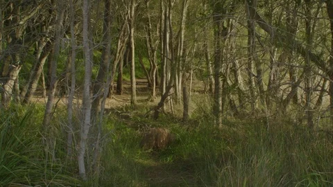 Gimbal Shot Through Woods Stock Footage 87819563