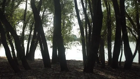 Gimbal slow motion shot at Danube, Dunau at summer and trees Stock Footage 71325507