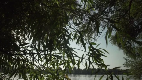 Gimbal slow motion shot at Danube, Dunau at summer and trees Stock Footage 71326167
