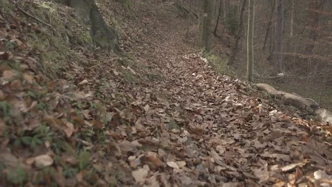 Gimbal slow motion shot in the forest at autumn Stock Footage 71339289