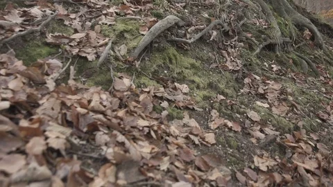 Gimbal slow motion shot in the forest at autumn Stock Footage 71339396