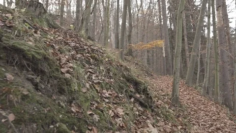 Gimbal slow motion shot in the forest at autumn Stock Footage 71339800