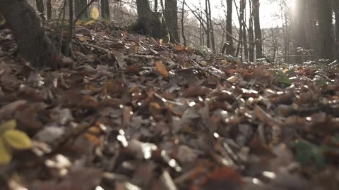 Gimbal slow motion shot in the forest at autumn Stock Footage 71343818