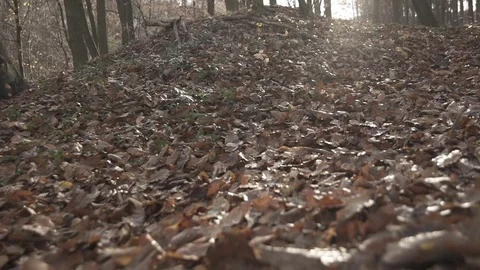 Gimbal slow motion shot in the forest at autumn Stock Footage 71343993